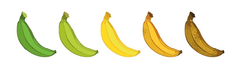 Set of five bananas of varying degrees of maturity hand-drawn isolated on white. Banner concept of a banana ripeness stage. Symbols of ripening fruit for packaging design. Cartoon vector illustration.
