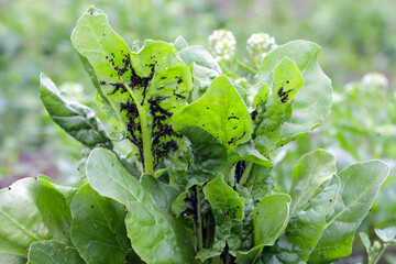 The black bean aphid (Aphis fabae) on young sugar beet plants. It is a member of the order...