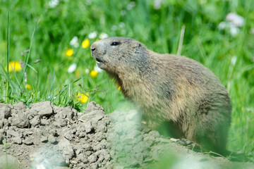 Alpenmurmeltier (Marmota marmota) 
