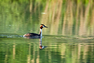 Haubentaucher ( Podiceps cristatus ).