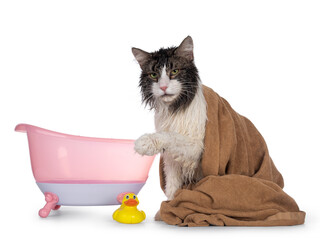 Wet freshly washed adult Norwegian Forestcat, sitting side ways wrapped up in green towel beside yellow plastic toy duck and pink doll bath. Looking annoyed to camera. Isolated on white background.