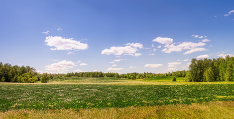 Fototapeta na wymiar Panoramic view of cereal fields on windy summer day