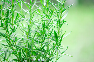 Fresh Rosemary Herb grow outdoor. Fragrant herbs