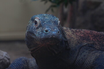 Komodo dragon or Komodo varanus close-up.