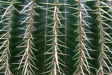 Background with green stem of cactus with long yellow thorns. Succulent in desert garden.