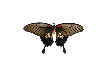butterfly isolated on white