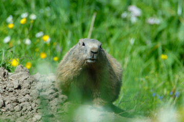 Naklejka na ściany i meble Alpenmurmeltier (Marmota marmota) 