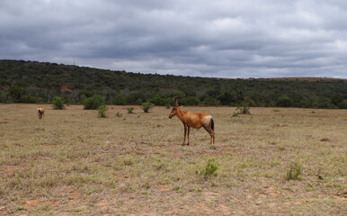 Naklejka na ściany i meble Kuhantilopen im Naturreservat im National Park Südafrika