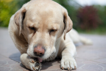 Fototapeta Labrador, pies, dog, zwierze domowe,  piesek obraz