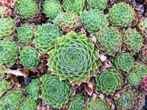 Bright green sempervivum. Succulents and cacti concept. © Anna