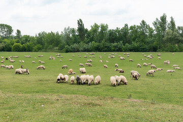 Fototapeta na wymiar Flock Of Sheep In Green Pasture