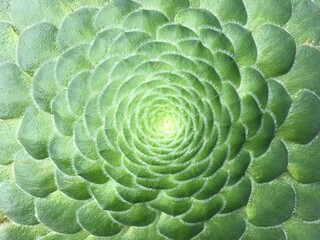 Fototapeta premium Aeonium. Succulent with short green leaves and radial rosette. Succulents, cacti and desert garden concepts. 