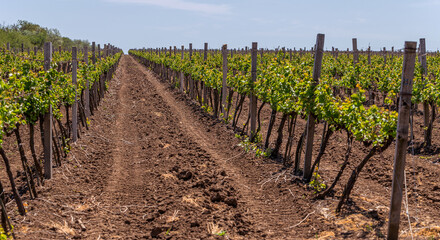 Fototapeta na wymiar Young vineyard on a sunny spring day. Young plantation of a well-groomed vineyard at the beginning of flowering