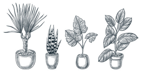 Home plants in pots. Vector hand drawn sketch illustration of potted houseplants. House room decoration design elements. © Qualit Design