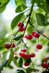 Obraz premium Bunches of red cherries in the garden on the branches.
