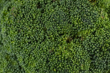Macro shot of a broccoli close up