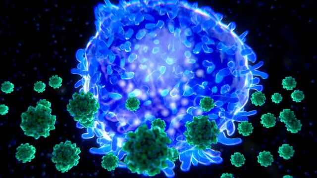 T cell targeting coronaviruses. T cells play a key role in the development of long-term immunity. to coronavirus.