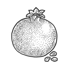 pomegranate fruit sketch engraving vector illustration. T-shirt apparel print design. Scratch board imitation. Black and white hand drawn image.
