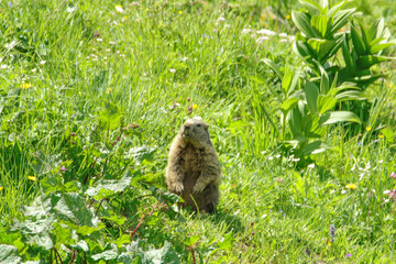 Alpenmurmeltier (Marmota marmota) 