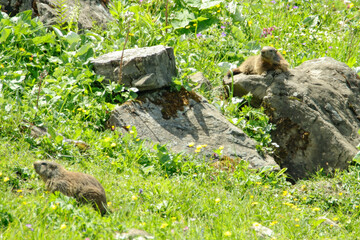 Alpenmurmeltier (Marmota marmota) 
