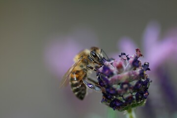 bee on flower