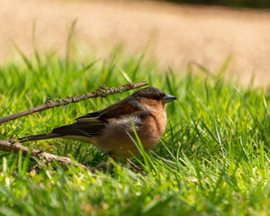 Robin bird on grass