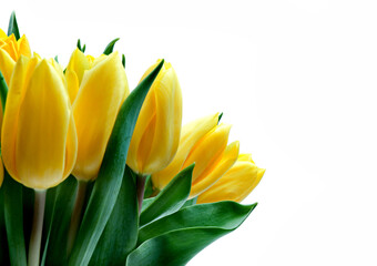 Naklejka premium yellow tulips on white background