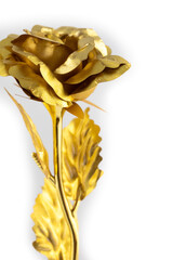 Close up of an isolated golden rose on a white background