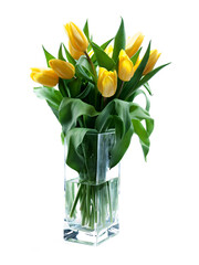 yellow tulips on white background