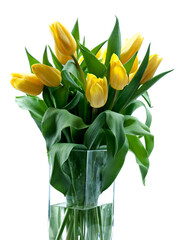 yellow tulips on white background