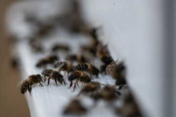 Nice wooden beehives in a green field. Working apiary with many bees flying over honey farm. close up bees at beehive. honeybee eat honey.