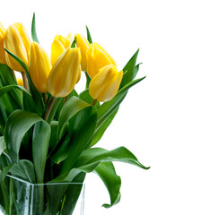 yellow tulips on white background