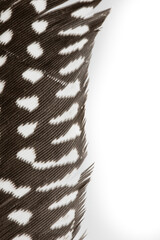 Close up of a guinea fowl feather with it's distinctive black and white pattern, isolated on a white background