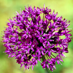 big head of purple allium flower. photo. spring