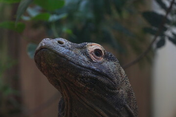 Komodo dragon or Komodo varanus close-up.