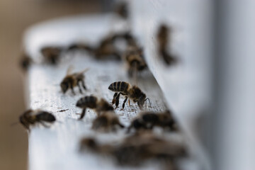 Nice wooden beehives in a green field. Working apiary with many bees flying over honey farm. close up bees at beehive. honeybee eat honey.
