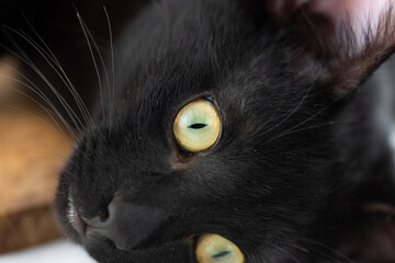 Young male black cat close up on a white background, stunning eyes.