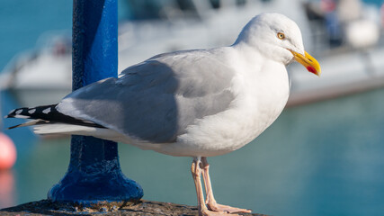 seagull on the pier