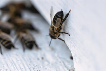 Nice wooden beehives in a green field. Working apiary with many bees flying over honey farm. close up bees at beehive. honeybee eat honey.