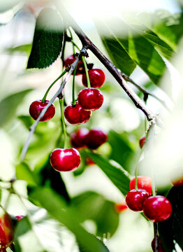 Bunches of red cherries in the garden on the branches.