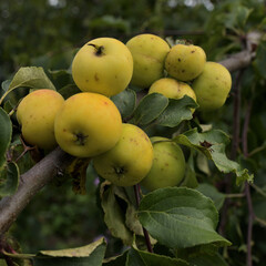 Organic apples in the village garden