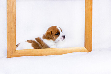  little puppy male jack russell lies behind a wooden frame on a white background