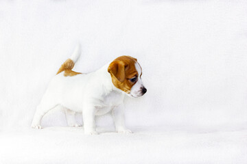 curious puppy bitch jack russell terrier stands on a white background, horizontal format