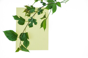 Summer composition. Leaves of the creeper on white background. Summer concept. Flat lay, top view,...
