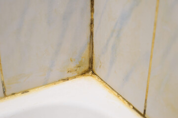 green and black mold, a type of fungus that parasitizes on tiles in the bathroom.