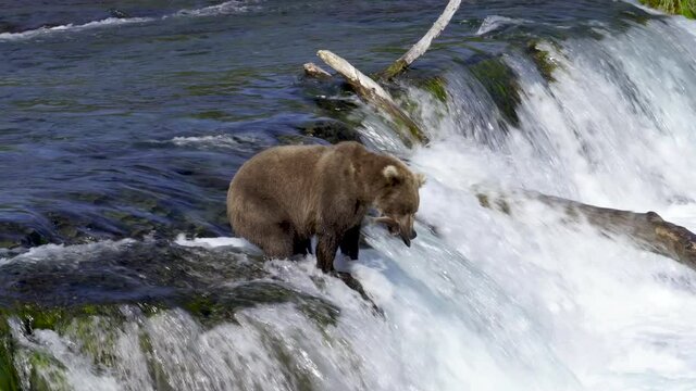 Grizzly Bear catches fish and it gets away at Brooks Falls, Katmai, AK