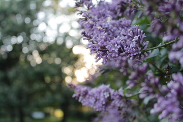 lilac spring 