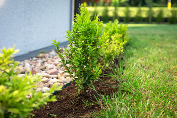 Boxwood bushes planted in the garden