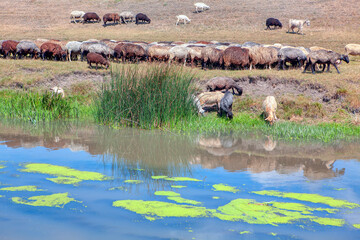 herd of sheep at the lake shore