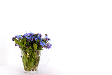  Blue wildflowers in a glass cup against a white wall. White background. Forget me nots.